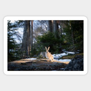 Lepus europaeus in the forest Sticker